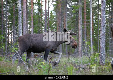 Elch, Europäischer Elch (Alces alces alces), Männchen am Rande eines Fichtenwaldes, Schweden, Mjaellom, Angermanland Stockfoto