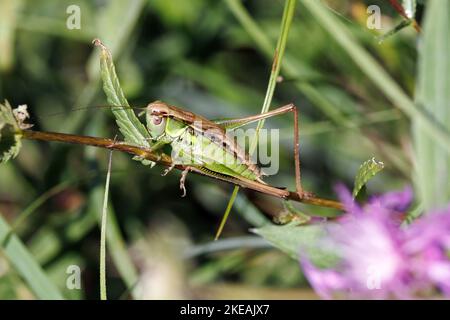 Bog Buschkricket, Bog Buschkricket (Metrioptera brachyptera), weiblich, Deutschland, Bayern Stockfoto