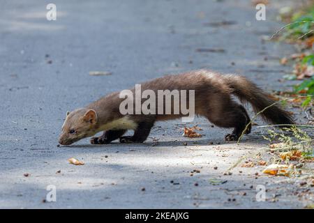 Buchenmarder, Steinmarder, Weißbrustmarder (Martes foina), auf der Suche nach getrockneten Kirschen am Wegesrand, Deutschland, Bayern Stockfoto