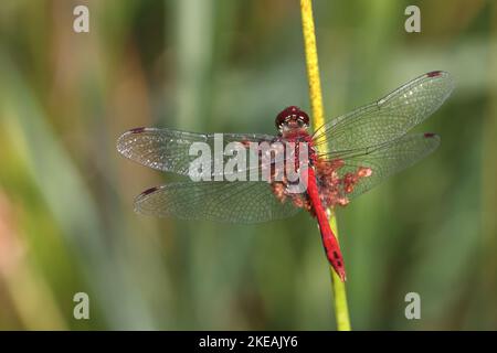 Ruddy sympetrum, Ruddy darter (Sympetrum sanguineum), männlich sitzt in Eile, Niederlande, Overijssel, Weerribben-Wieden Nationalpark Stockfoto