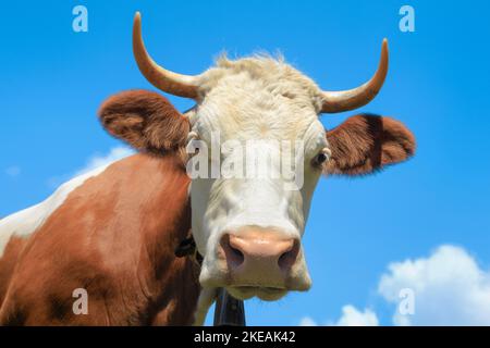 Fleckvieh, Fleckvieh (Bos primigenius f. stier), Portrait, Schweiz, Berner Oberland Stockfoto