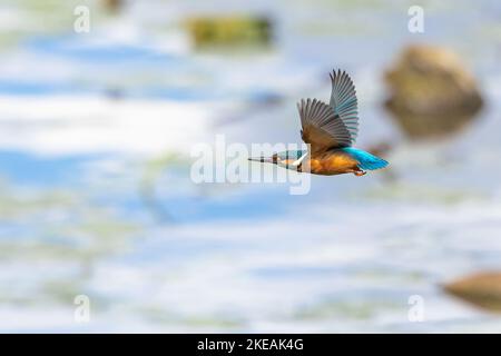 Flusseisvögel (Alcedo atthis), Männchen im Fliegt über See, Deutschland, Bayern, Chiemsee Stockfoto