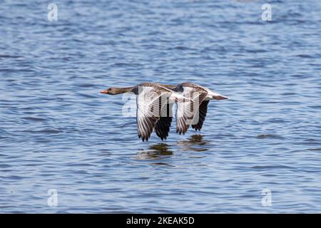 Graugans (Anser anser), Paar fliegend nahe der Seeoberfläche, Deutschland, Bayern Stockfoto