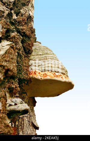 Tinder Pilz, Hufpilz, Tinder Conk, Tinder Polypore, Tinder Bracket (Fomes fomentarius), zwei fruchtbare Körper an einem Birkenstamm, Deutschland, Norden Stockfoto