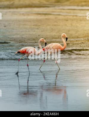 Eine vertikale Nahaufnahme von zwei rosa Flamingos, die im Wasser des Sees spazieren Stockfoto