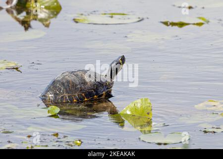 Slider, gemeiner Slider, Teichschieber, Gelbbauchschildkröte (Trachemys scripta scripta, Pseudemys scripta scripta, Chrysemys scripta scripta), Sonnenbäder Stockfoto