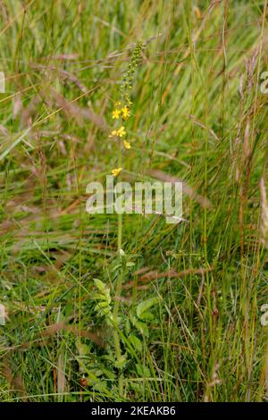 Gemeine Agrimonie, Europäischer Groovebur (Agrimonia eupatoria), blühend, Deutschland, Bayern Stockfoto