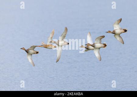 Gadwall (Anas strepera, Mareca strepera), mehrere Männer verfolgen ein Weibchen auf der Flucht, Deutschland, Bayern Stockfoto