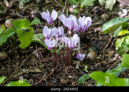 Efeu-leaved Alpenveilchen, winterharte Alpenveilchen (Cyclamen Hederifolium, Cyclamen Hederaefolium, Cyclamen Neapolitanum), blühen Stockfoto