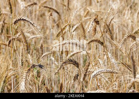 Gerste (Hordeum vulgare), reifes Gerstenfeld, Deutschland, Bayern Stockfoto