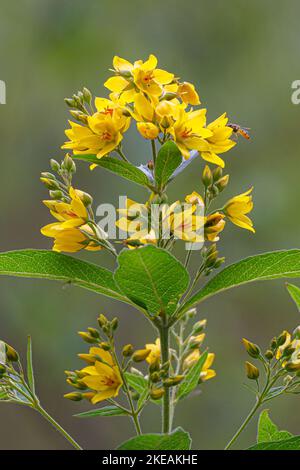 Gelbe felberich (Lysimachia vulgaris), Blütenstand, Deutschland, Bayern Stockfoto