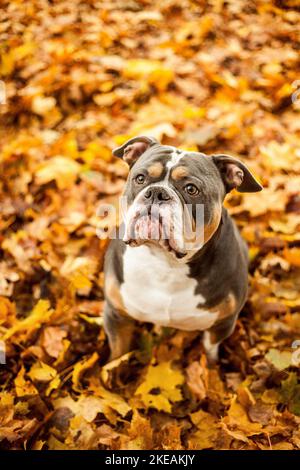 Olde English Bulldogge sitzend Stockfoto