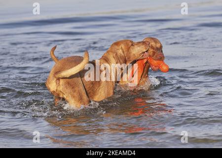 So spielen Sie „Magyar Vizsdas“ Stockfoto