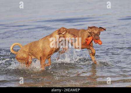 So spielen Sie „Magyar Vizsdas“ Stockfoto