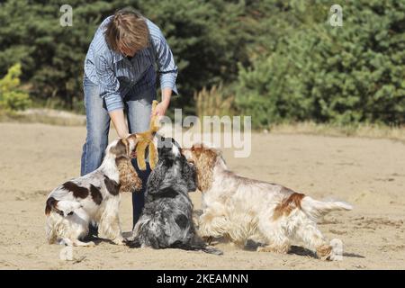 Frau mit English Cocker Spaniel Stockfoto