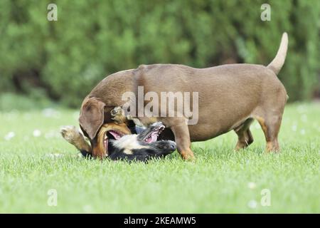 Spielen von 2 Hunden Stockfoto