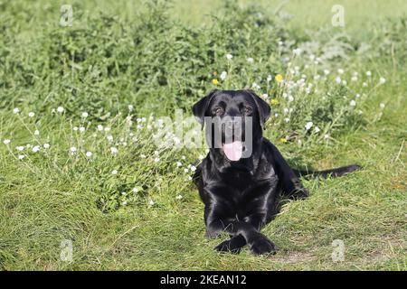 Labrador Retriever liegt auf einer Wiese Stockfoto