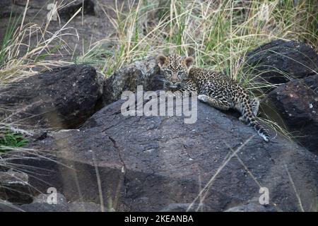 Leopard (Panthera pardus) Junge, geschätzt etwa 10 Wochen alt, in einem felsigen Versteck Stockfoto