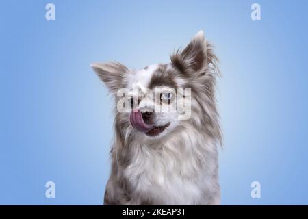 Chihuahua-Portrait Stockfoto