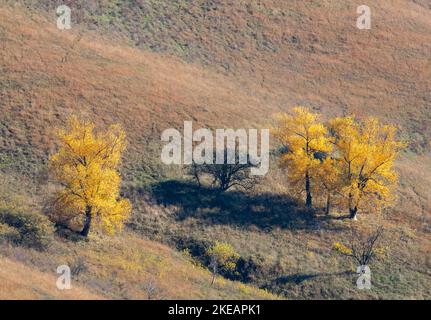 Landschaft mit vergilbten Bäumen am Hang eines Hügels mit trockenem Gras, Stockfoto