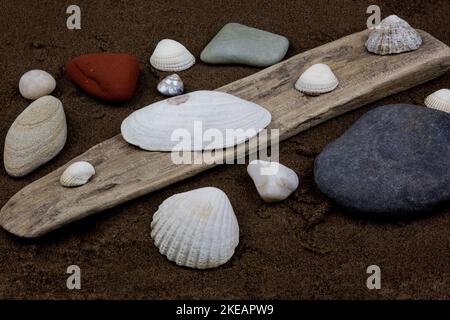 Muscheln und Kieselsteine mit Treibholz an einem nassen Sandstrand Stockfoto