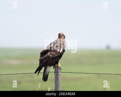 Golden Eagle Aquila chrysaetos juvenile thront auf einem Zaunpfosten, Pawnee National Grassland, Weld County, Colorado, USA, Juli 2019 Stockfoto