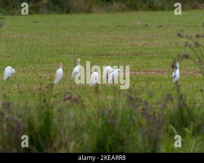 Kuhreiher Bubulcus ist auf einer Heuwiese im Catcott Tiefs Nature Reserve, Somerset Wildlife Trust Reserve, in der Nähe von Burtle, Somerset Levels und Stockfoto