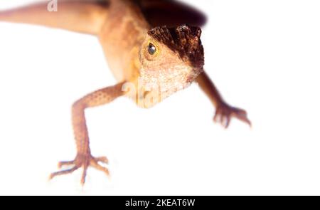 Agama aus Sri-Lanka, Portrait isoliert auf weißem Hintergrund Stockfoto