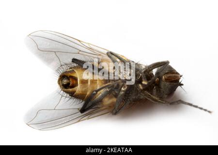 Fliegenklappe. Tötet die Fliege. Tote Fliege. Zerstörung von Fliegen als Träger einer bakteriellen Infektion, Einhaltung der Hygienevorschriften. Isoliert auf Weiß. Extrem c Stockfoto