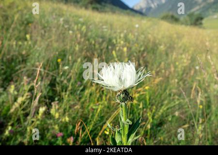 Fisher-Kornblume (Centaurea fischeri) auf den alpinen Wiesen des Kaukasus, endemische Art. Nordkaukasus. 2500 m Ü. D. M. Stockfoto