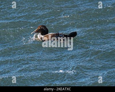 Gemeiner eider Somataria mollisima subadult männlich, Burghead Harbour, Moray, Schottland, Großbritannien, November 2021 Stockfoto