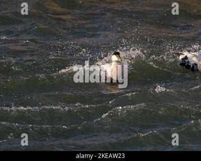 Gemeiner eider Somataria molliima männlich im Meer, Burghead Harbour, Moray, Schottland, UK, November 2021 Stockfoto