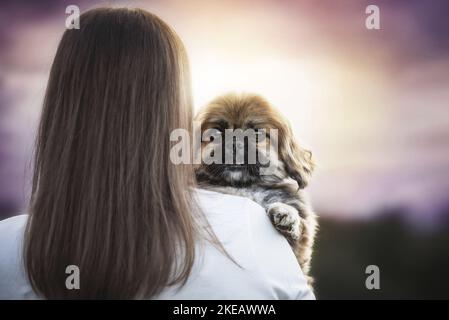 Frau und Pekinese Stockfoto