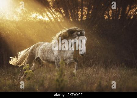 Pura Raza Espanola im Galopp Stockfoto