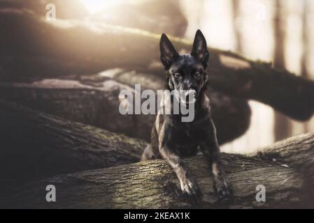 junge Malinois Stockfoto