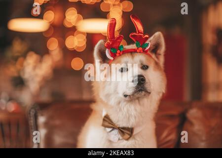 PET-Liebhaber Konzept japanischen Hund auf Bokeh funkeln Vorabend 25 dezember noel Baum in Holz rustikalen Hause. Freundlich niedlichen doggy akita inu Neujahr Girlanden Licht Stockfoto