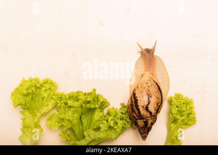 Große achatina-Schnecke frisst Salatblätter. Vegetarismus, Tierschutz Stockfoto