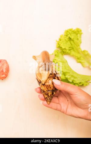 Große achatina-Schnecke frisst Salatblätter. Vegetarismus, Tierschutz Stockfoto