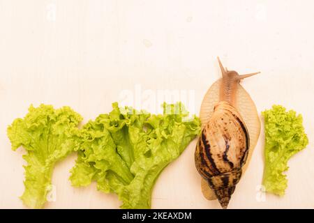 Große achatina-Schnecke frisst Salatblätter. Vegetarismus, Tierschutz Stockfoto