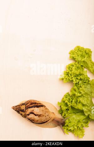 Große achatina-Schnecke frisst Salatblätter. Vegetarismus, Tierschutz Stockfoto