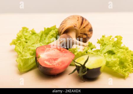 Große achatina-Schnecke frisst Salatblätter. Vegetarismus, Tierschutz Stockfoto