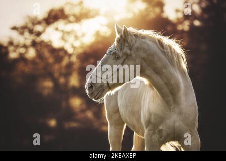 Pferd des alten Viertels Stockfoto