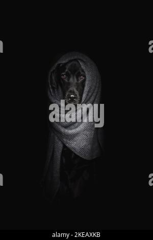 Männlicher Labrador-Dalmatiner-Mongel Stockfoto