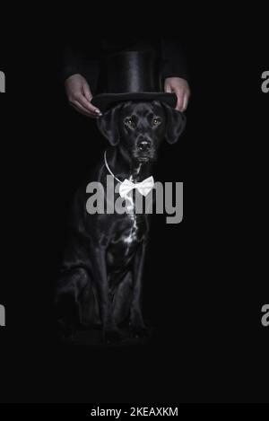 Männlicher Labrador-Dalmatiner-Mongel Stockfoto