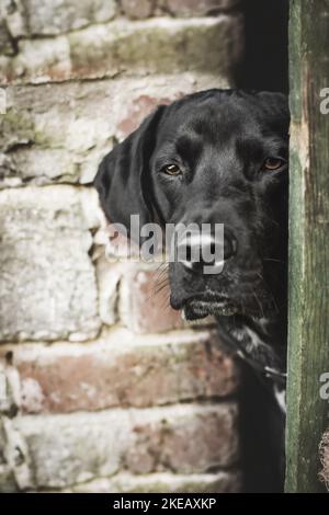 Männlicher Labrador-Dalmatiner-Mongel Stockfoto