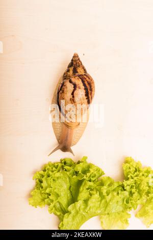Große achatina-Schnecke frisst Salatblätter. Vegetarismus, Tierschutz Stockfoto