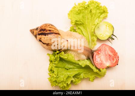 Große achatina-Schnecke frisst Salatblätter. Vegetarismus, Tierschutz Stockfoto