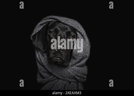 Männlicher Labrador-Dalmatiner-Mongel Stockfoto
