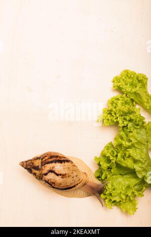 Große achatina-Schnecke frisst Salatblätter. Vegetarismus, Tierschutz Stockfoto