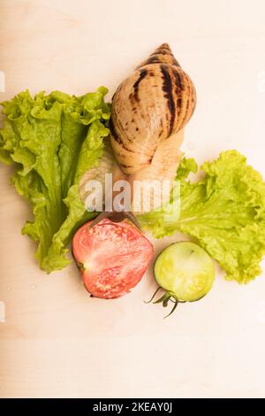 Große achatina-Schnecke frisst Salatblätter. Vegetarismus, Tierschutz Stockfoto
